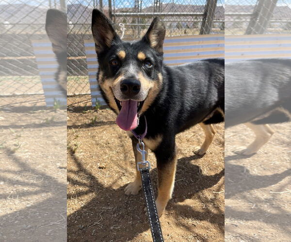 Medium Photo #4 Australian Kelpie Puppy For Sale in Apple Valley, CA, USA