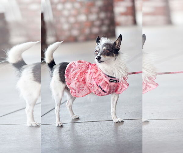 Medium Photo #9 Jack Chi Puppy For Sale in San Jose, CA, USA