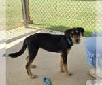 Small #2 Mutt
