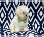 Small Photo #2 Zuchon Puppy For Sale in LAKELAND, FL, USA