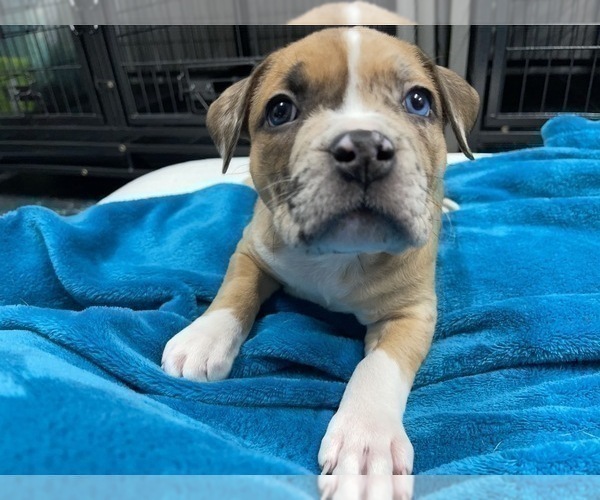 Medium Photo #144 American Bully Puppy For Sale in REESEVILLE, WI, USA
