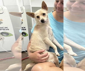 Mutt Dogs for adoption in Royal Palm Beach, FL, USA