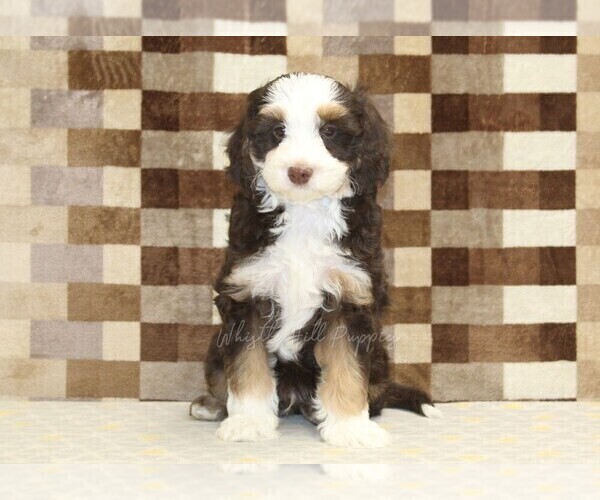 Medium Photo #3 Bernedoodle (Miniature) Puppy For Sale in DENVER, PA, USA