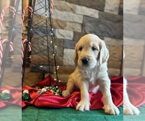 Golden Retriever-Goldendoodle Mix Puppy for sale in FLORENCE, AZ, USA