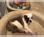 Small Photo #1 Bulldog Puppy For Sale in GRAND RAPIDS, MI, USA