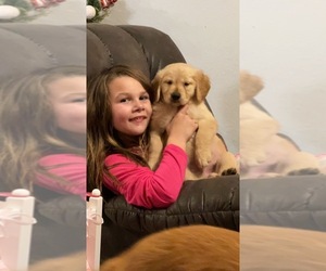 Golden Retriever Puppy for Sale in WEBB CITY, Missouri USA