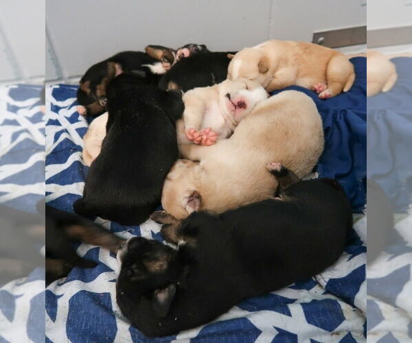 Medium Photo #5 Australian Shepherd-German Shepherd Dog Mix Puppy For Sale in Lakewood, CO, USA