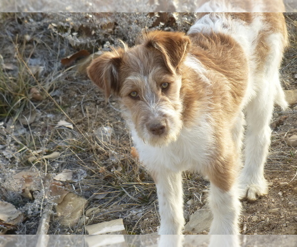 Medium Photo #6 Bordoodle Puppy For Sale in OLATHE, CO, USA