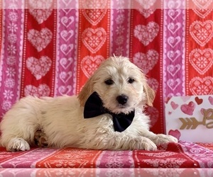 Goldendoodle (Miniature) Puppy for sale in LANCASTER, PA, USA