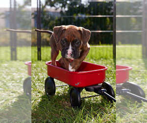 Medium Boxer