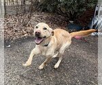 Small #2 Labrador Retriever Mix