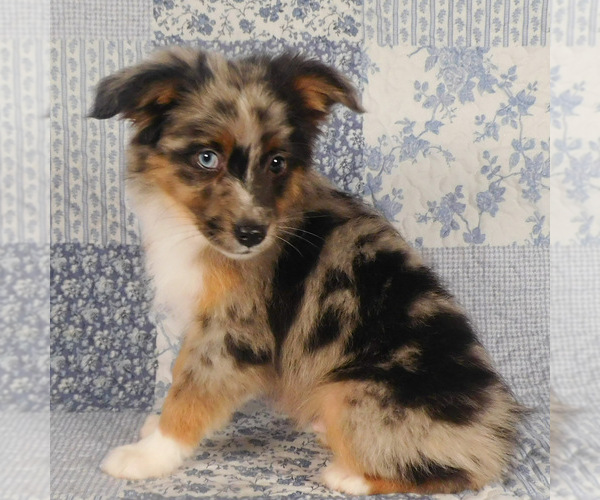Medium Photo #1 Miniature Australian Shepherd Puppy For Sale in HARRISON, OH, USA