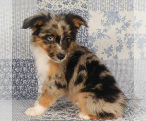 Miniature Australian Shepherd Puppy for sale in HARRISON, OH, USA