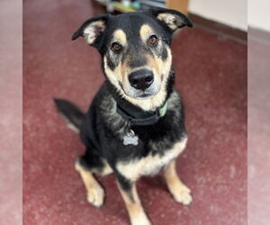 Mutt Dogs for adoption in Fargo, ND, USA