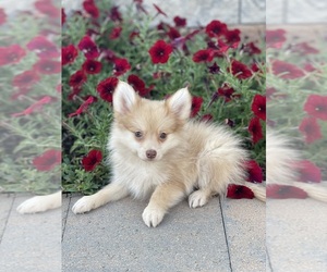 Pomeranian Puppy for sale in CANOGA, NY, USA