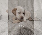 Puppy Puppy 5 Labrador Retriever