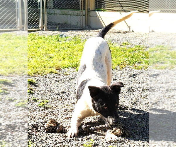 Medium Photo #6 Border Collie-Unknown Mix Puppy For Sale in Rockaway, NJ, USA