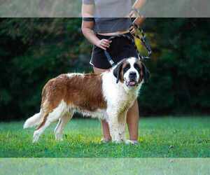 Saint Bernard Dogs for adoption in garner, NC, USA