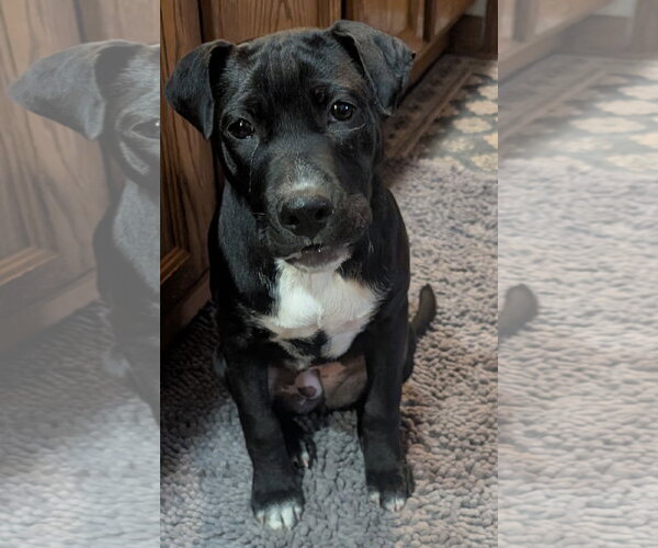 Medium Photo #1 Border Collie-Unknown Mix Puppy For Sale in Des Moines, IA, USA