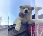 Small #1 Swiss Shepherd-Timber Wolf Mix