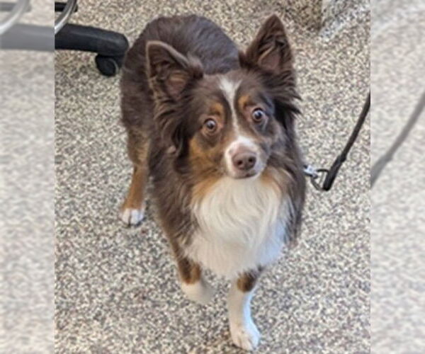 Medium Photo #3 Australian Shepherd-Unknown Mix Puppy For Sale in Fort Collins, CO, USA