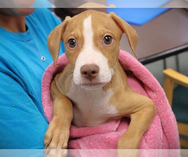 Medium Photo #1 American Pit Bull Terrier-Unknown Mix Puppy For Sale in Tallahassee, FL, USA