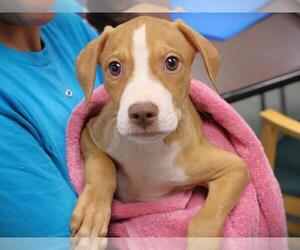 American Pit Bull Terrier-Unknown Mix Dogs for adoption in Tallahassee, FL, USA