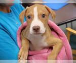 SPRITE - Male American Pit Bull Terrier-Unknown Mix Dog for Adoption - Small photo
