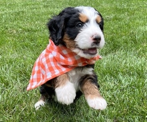 Bernedoodle-Bernese Mountain Dog Mix Puppy for sale in ERIE, CO, USA