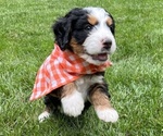 Small Bernedoodle-Bernese Mountain Dog Mix