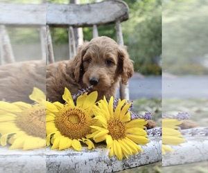 Goldendoodle Puppy for sale in FROSTPROOF, FL, USA