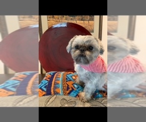 Father of the Shih Tzu puppies born on 10/15/2019