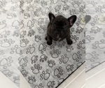 Small #3 French Bulldog