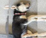 Small #4 Mutt