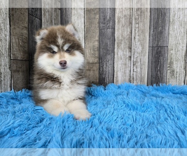 Medium Photo #10 Pomsky Puppy For Sale in BELLEVUE, IA, USA