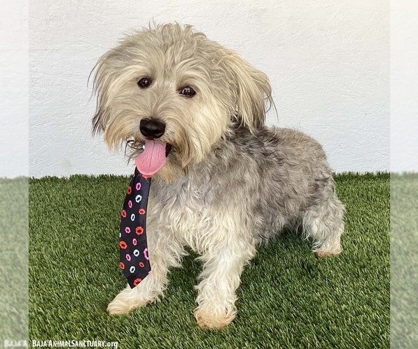 Medium Photo #3 Silky Terrier-Unknown Mix Puppy For Sale in San Diego, CA, USA