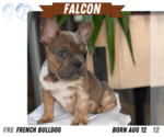 Small Photo #25 French Bulldog Puppy For Sale in GOSHEN, IN, USA