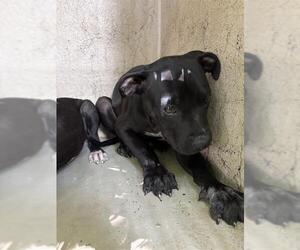 American Pit Bull Terrier-Unknown Mix Dogs for adoption in Oklahoma City, OK, USA