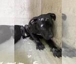 Small American Pit Bull Terrier Mix
