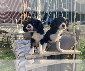 Cavalier King Charles Spaniel Puppy for sale in COLVILLE, WA, USA