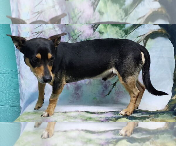 Medium Photo #3 Chiweenie Puppy For Sale in Wetumpka, AL, USA