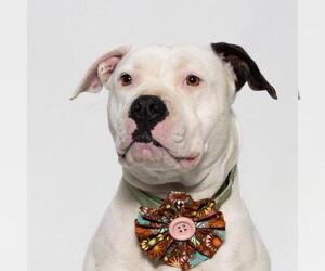 American Pit Bull Terrier Dogs for adoption in Santa Barbara, CA, USA