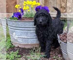 Goldendoodle-Poodle (Standard) Mix Puppy for sale in LEHIGHTON, PA, USA