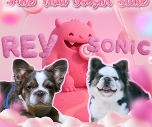Mother of the French Bulldog puppies born on 07/19/2025