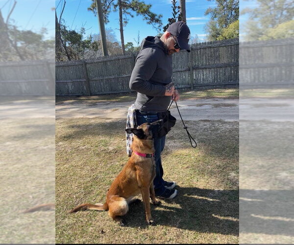 Medium Photo #2 Mutt Puppy For Sale in Imlay City, MI, USA