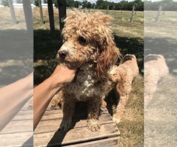 Full screen Photo #1 Cavapoo Puppy For Sale in GOSHEN, IN, USA
