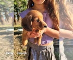 Puppy Red Female Dachshund