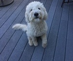 Small Photo #1 Goldendoodle Puppy For Sale in SPARTA, MI, USA