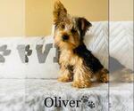 Small Photo #4 Yorkshire Terrier Puppy For Sale in ALGOOD, TN, USA