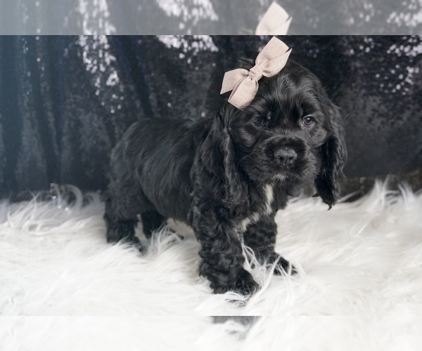 Medium Photo #4 Cocker Spaniel Puppy For Sale in WARSAW, IN, USA